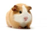 Alcon Hamster Sticks 175g Ração P\ Gerbil, Esquilo E Rato De Laboratório