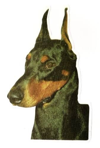 Adesivo Cão Doberman. Frete Grátis P/ Todo O Brasil!