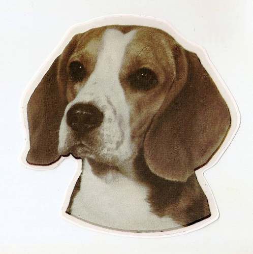 Adesivo Cão Beagle. Frete Grátis P/ Todo O Brasil!