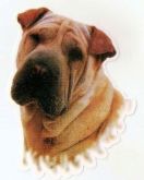 Adesivo Cão Sharpei. Frete Grátis P/ Todo O Brasil!