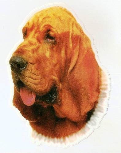 Adesivo Cão Bloodhound. Frete Grátis P/ Todo O Brasil!