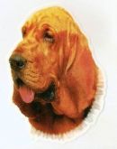 Adesivo Cão Bloodhound. Frete Grátis P/ Todo O Brasil!